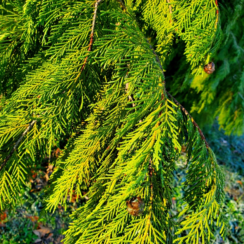 Fresh cut cypress branches